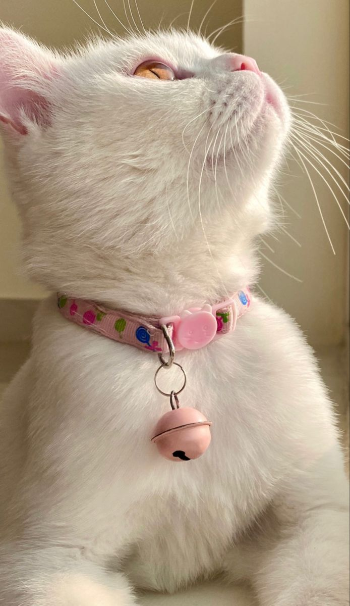 White kitten wearing a pastel pink collar with a bell