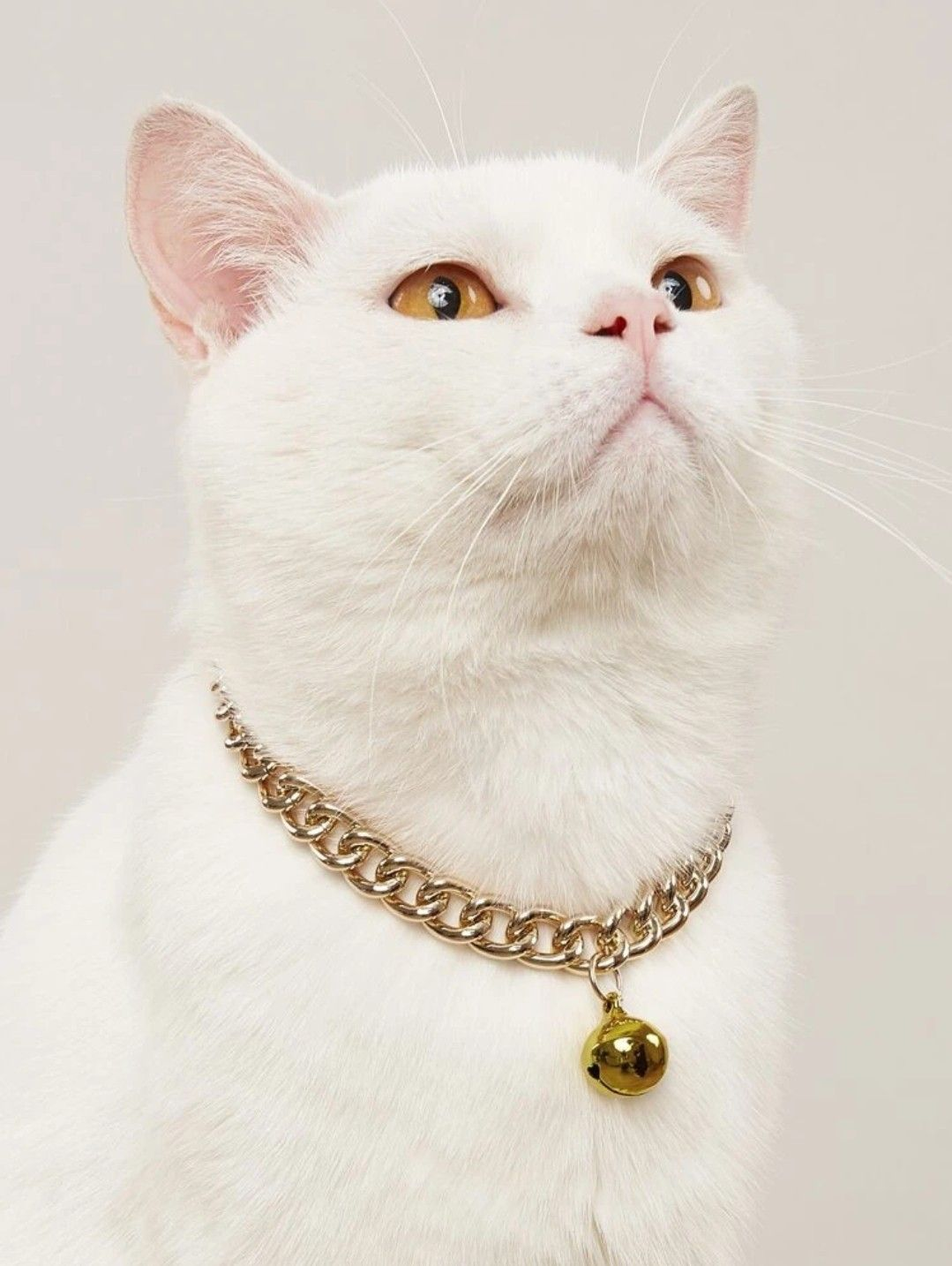 White cat wearing a gold chain collar with a bell