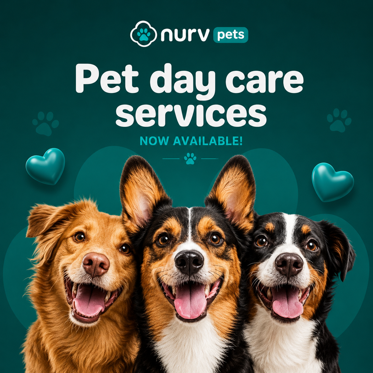 NURV Pets — Pet day care services now available