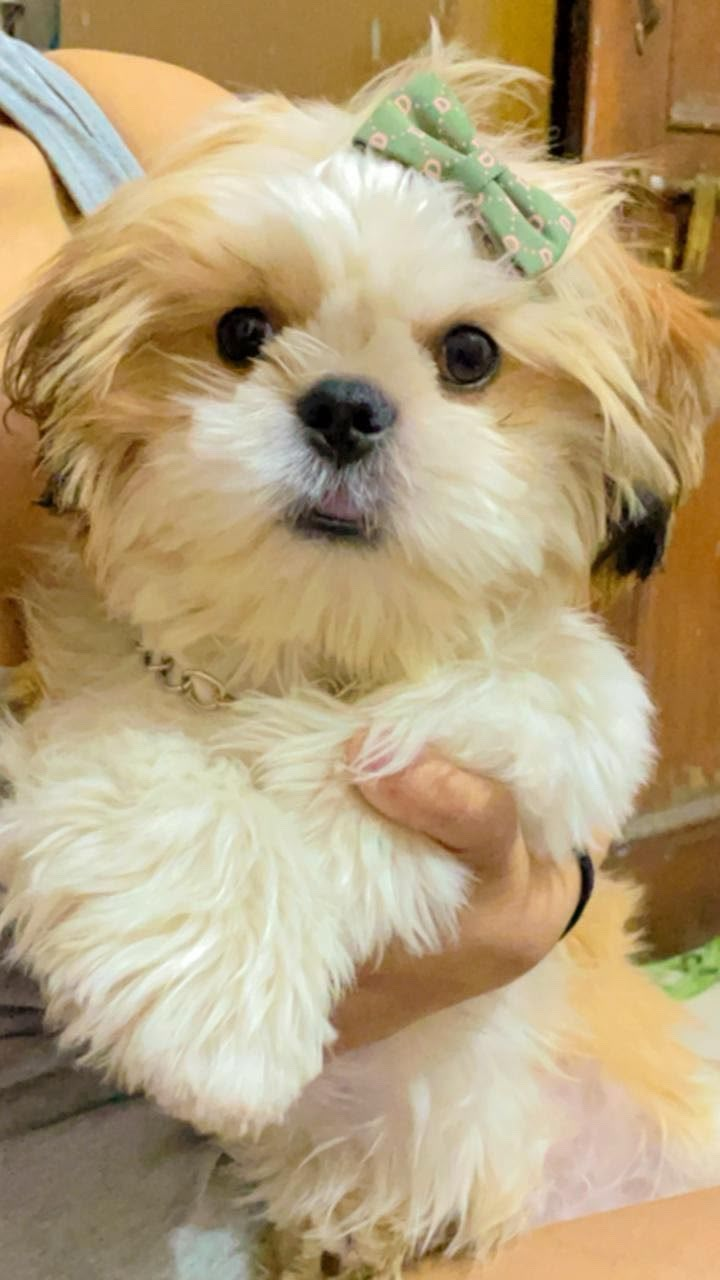 A Shih Tzu puppy with a green bow