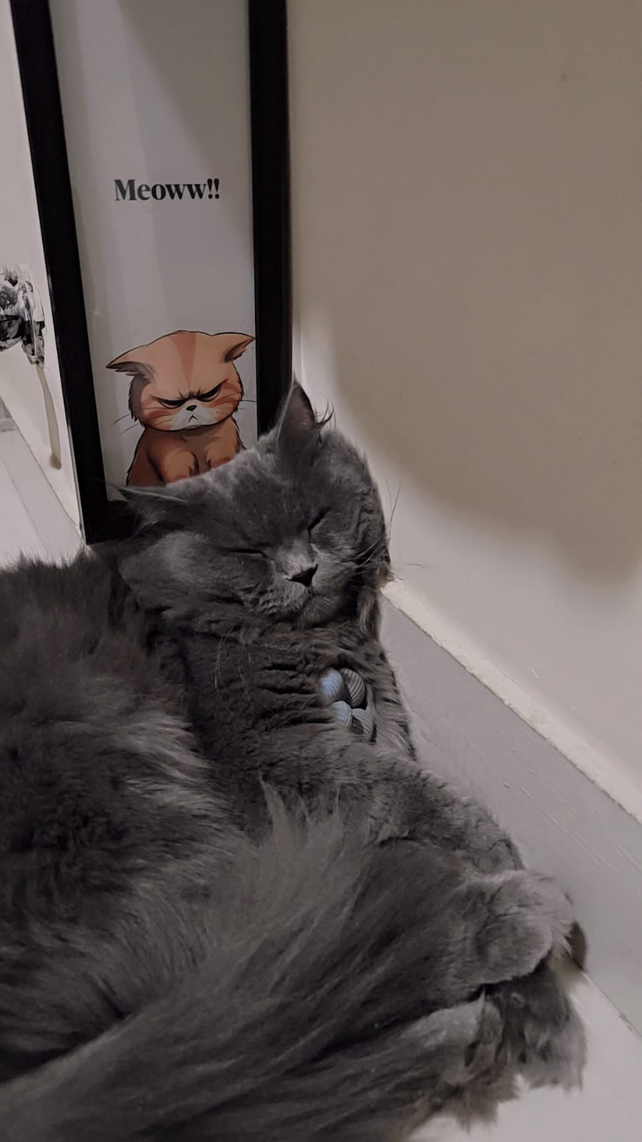 The senior cat's quiet-day checklist