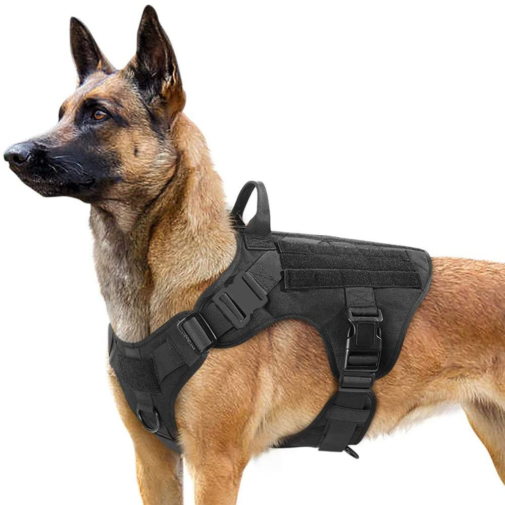 German Shepherd wearing a tactical black vest