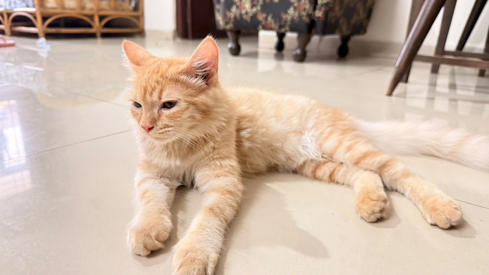 A relaxed ginger cat lying on the floor