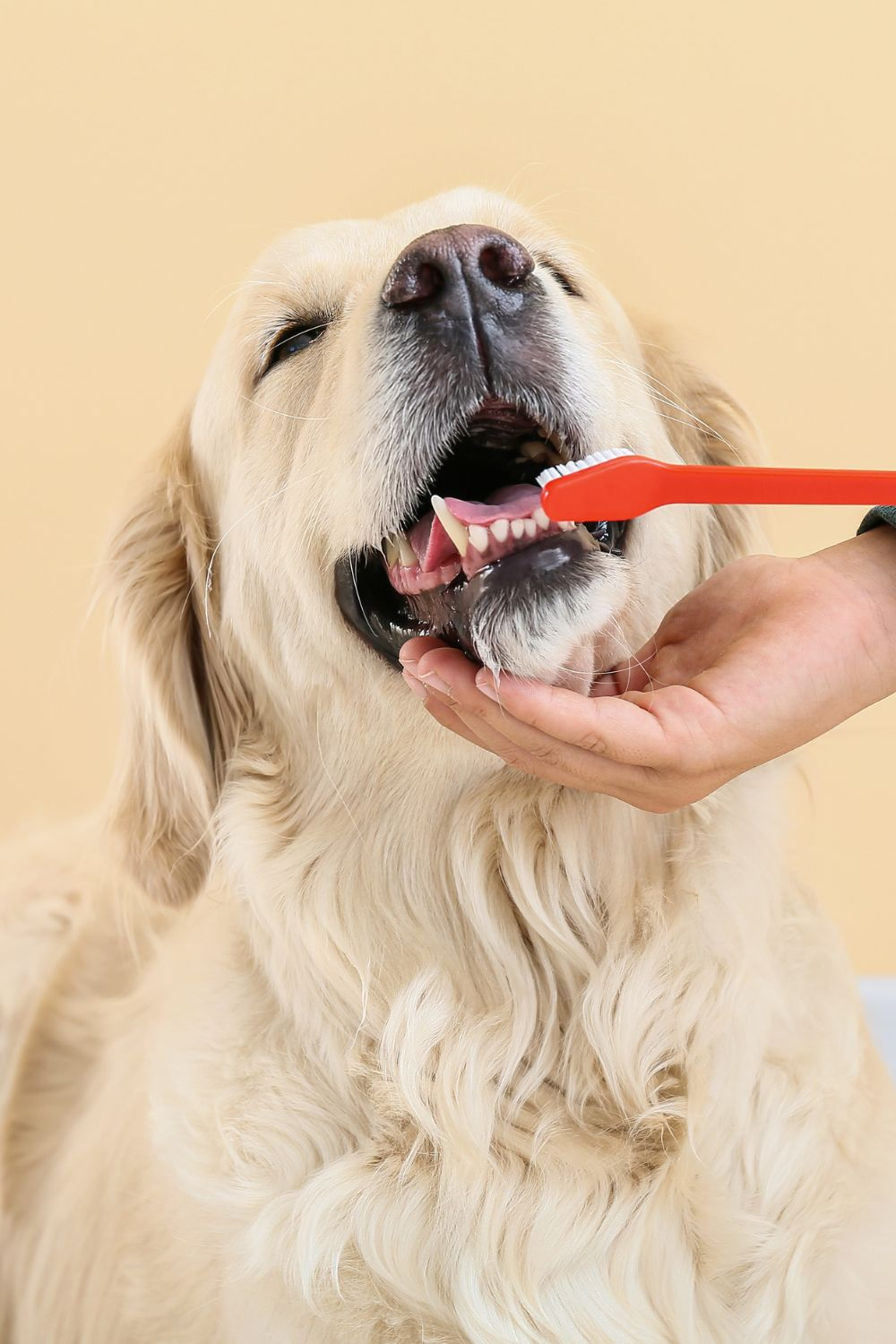 Golden retriever having its teeth brushed at home