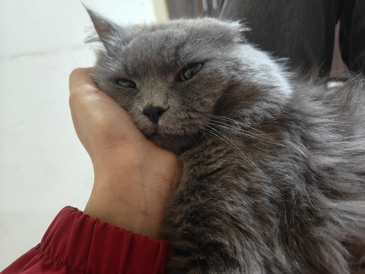 A hand gently holding the chin of a grey longhair cat