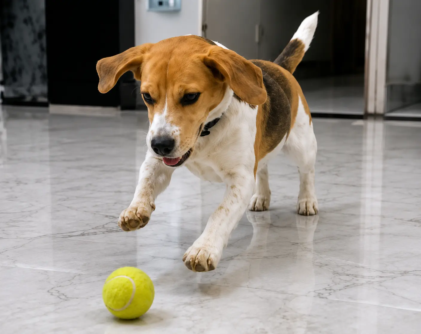Beagle chasing a tennis ball with bright, steady energy