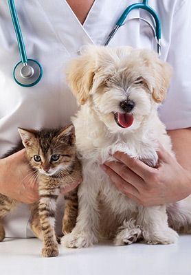 Vet holding a kitten and a puppy during a wellness check