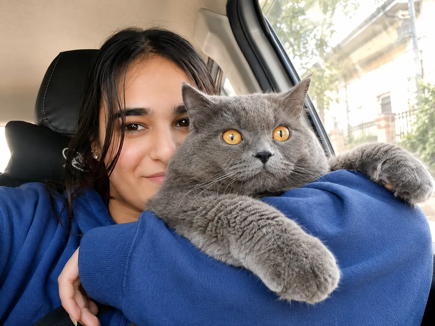 Owner travelling with her grey cat in the car
