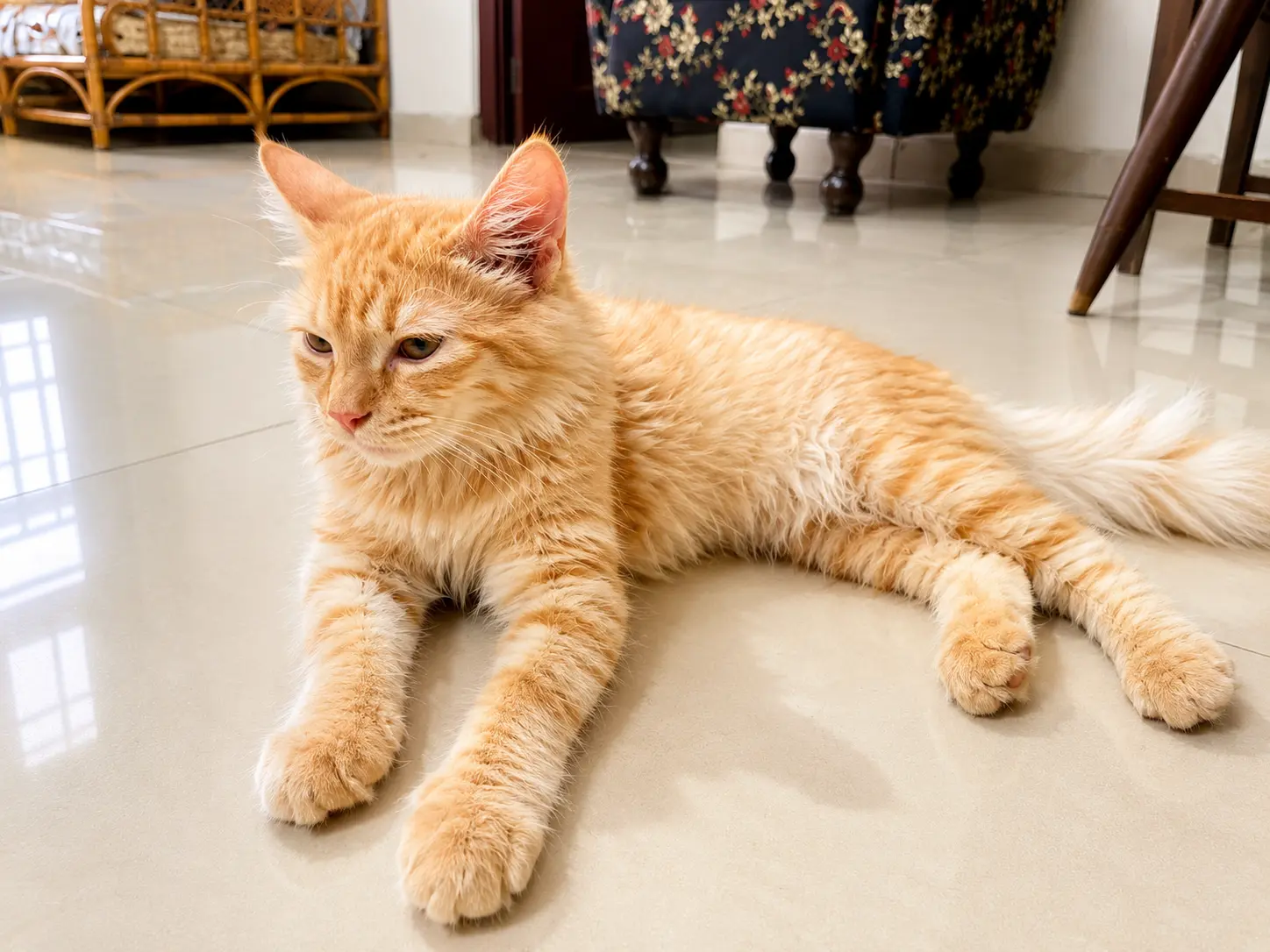 Ginger long-haired kitten stretching out on a cool tiled floor