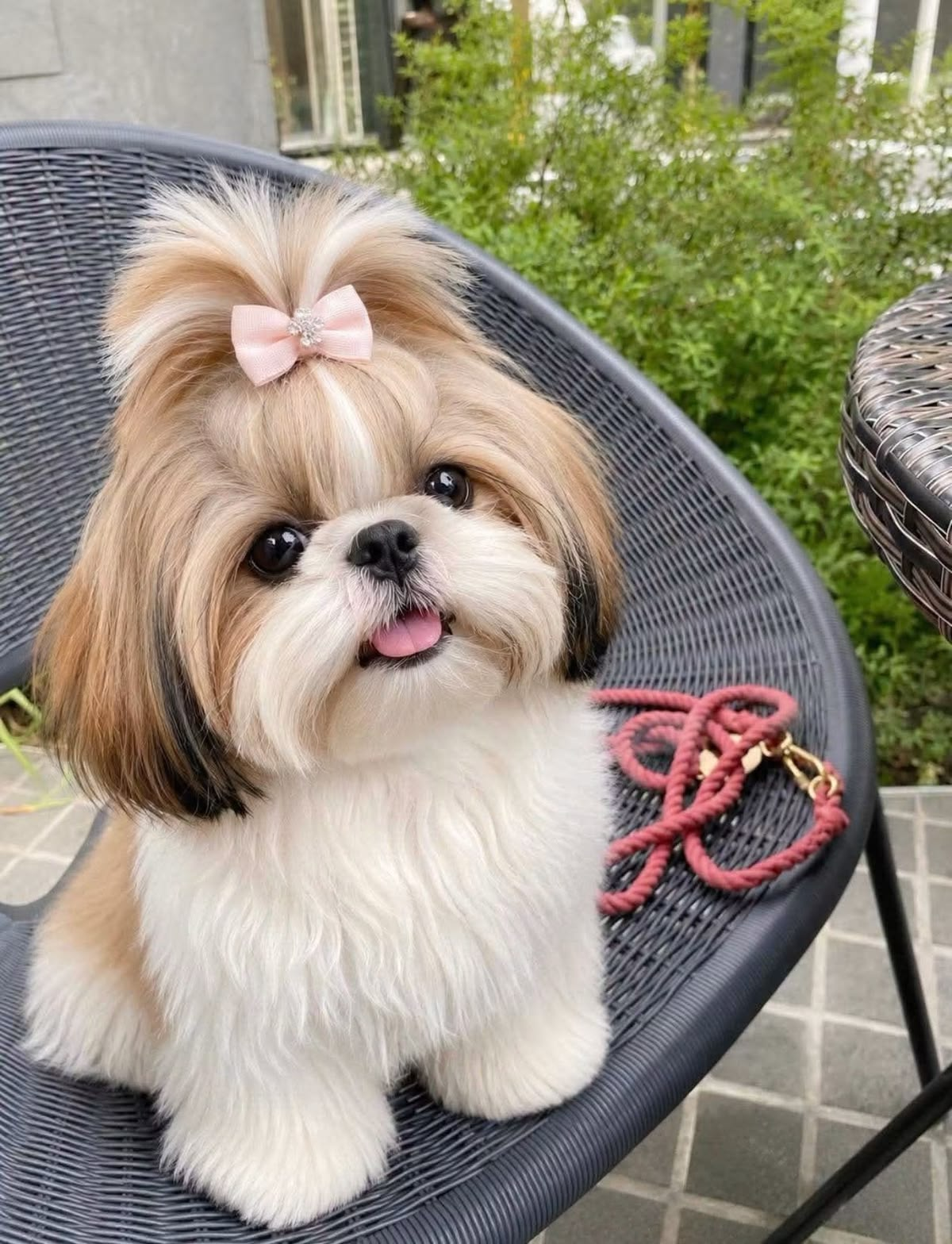 Shih Tzu with a pink ribbon bow on a garden chair
