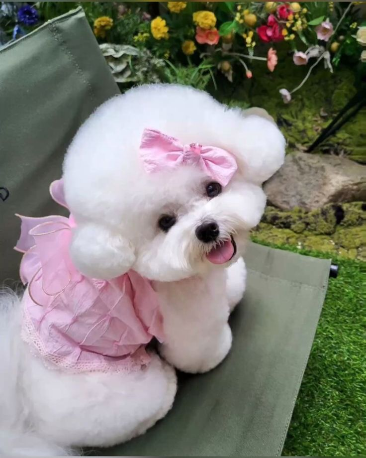 Bichon in a pink bow and ruffled dress
