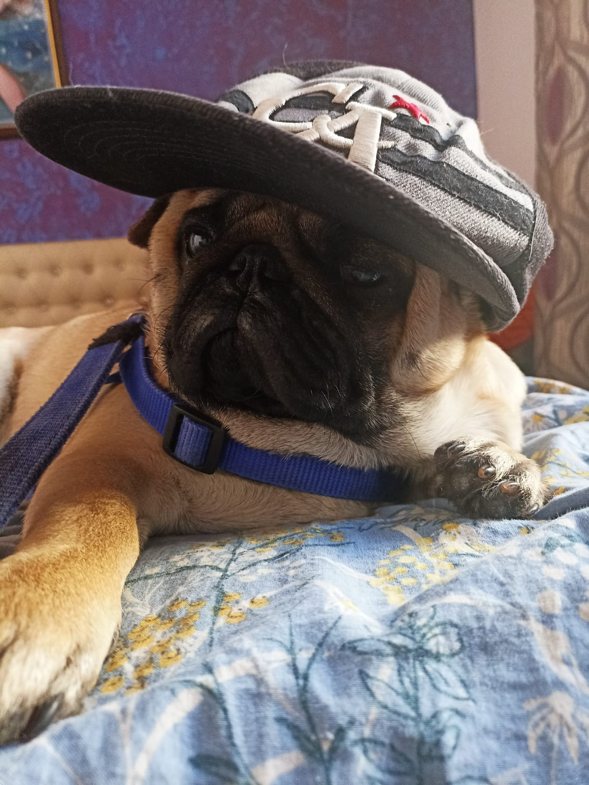 A pug wearing an oversized black cap