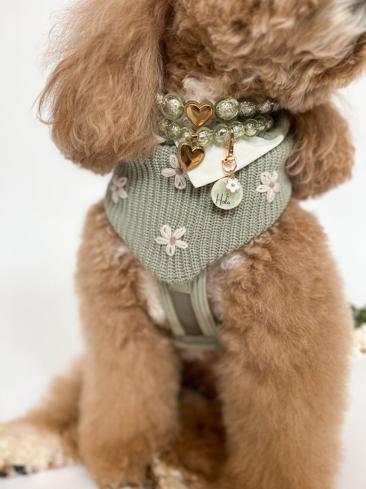 Poodle in a sage-green floral harness with a pearl and gold-heart collar