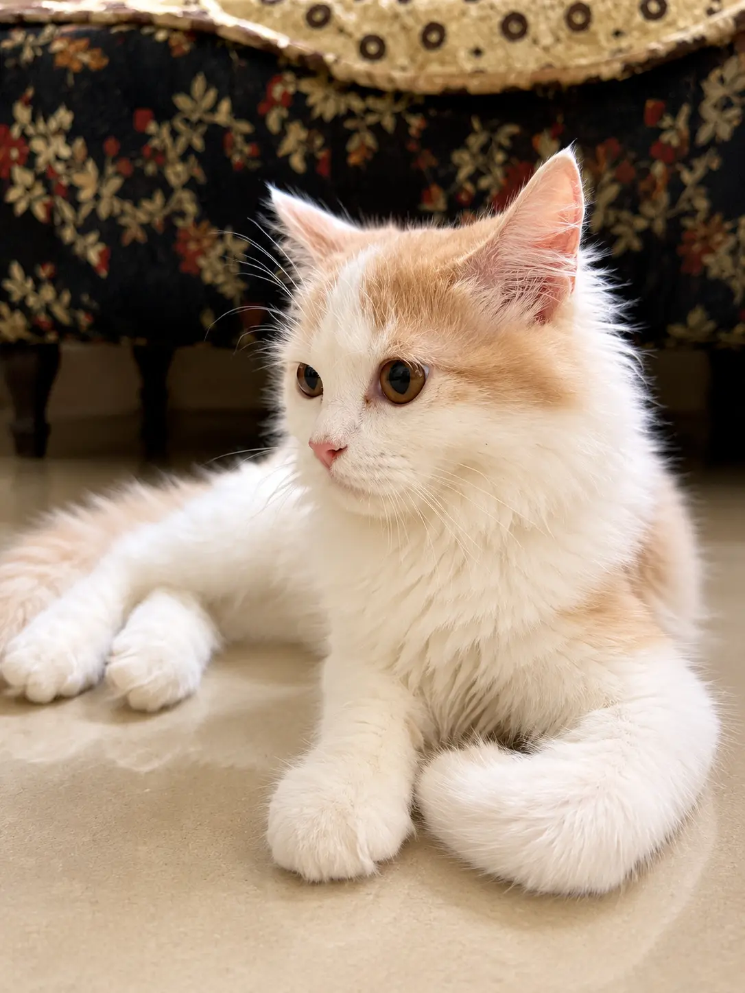 Cream and white kitten settling in beside a floral armchair