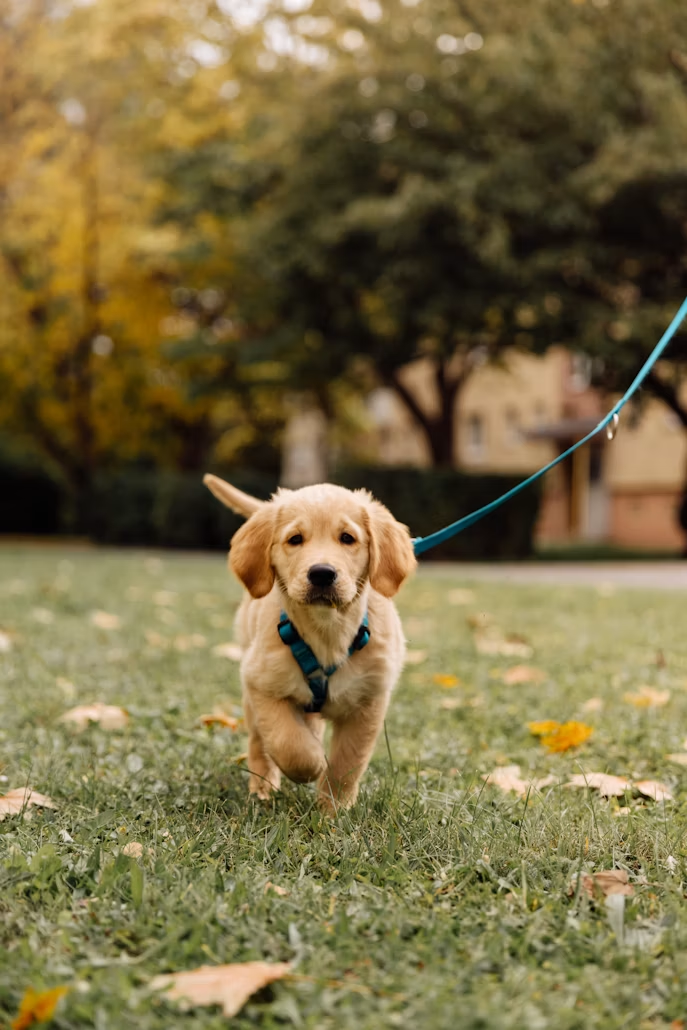 The single biggest thing you can do for your pet's lifespan