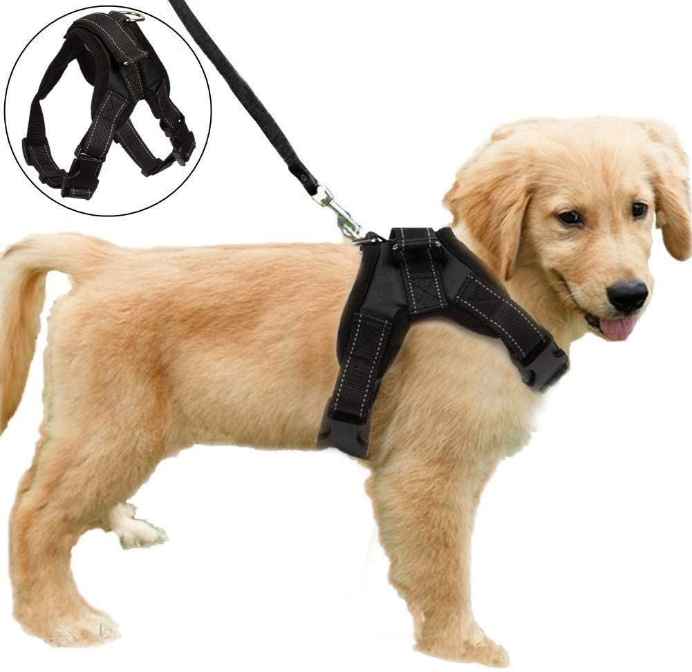 Golden retriever wearing a black harness and leash