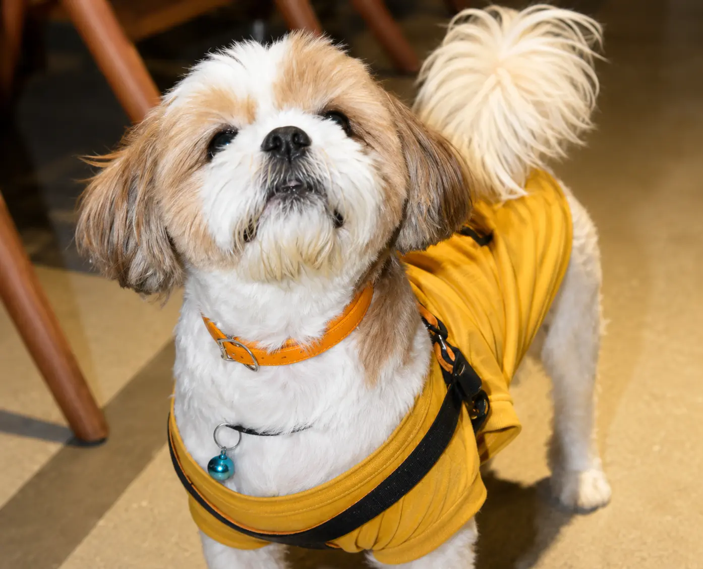 Shih Tzu in a mustard jumper looking up, alert and well-conditioned